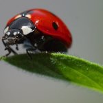 What ladybugs bite and are they dangerous to humans? Description of the most poisonous insect species 