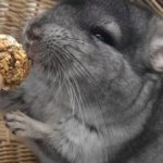 What treats can you give your chinchilla?