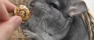 What treats can you give your chinchilla?