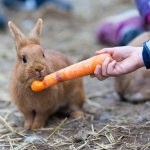 What foods can you give your rabbit?