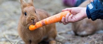 What foods can you give your rabbit?