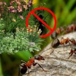 Какие растения боятся муравьи