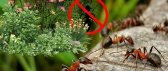 What plants are ants afraid of?