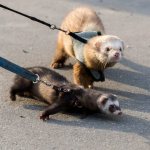 What sounds does a ferret make?