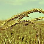 What is the technology for cultivating winter rye and its final yield?