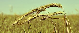 What is the technology for cultivating winter rye and its final yield?