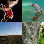 какую пользу комары несут