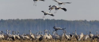 California, South Africa and Antarctica: where Russian birds fly for the winter