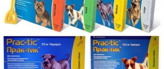 Practic anti-tick drops for dogs