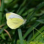 Cabbage-butterfly-insect-Description-features-types-and-photos-of-cabbage-7