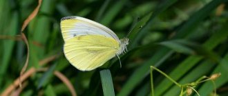 Cabbage-butterfly-insect-Description-features-types-and-photos-of-cabbage-7