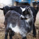 dwarf goat