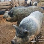 Karmals are widespread in the post-Soviet space and are of great interest to many novice pig farmers