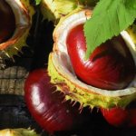 Chestnuts as an effective remedy for moths