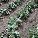clubroot on cabbage