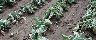 clubroot on cabbage