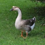 Chinese goose breed