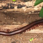 Kivsyak-centipede-Description-features-species-lifestyle-and-habitat-of-kivsyak-2