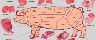 Classic scheme for cutting a pork carcass