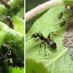 A classic example of trophobiosis is ants and aphids.
