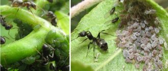 A classic example of trophobiosis is ants and aphids.