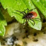 Ticks in a summer cottage - what to do?