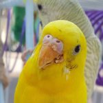 Клещи у попугаев | Симптомы и лечение попугаев