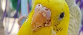Клещи у попугаев | Симптомы и лечение попугаев