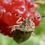 Bug on raspberries