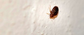 Bedbug crawling on a plastered wall