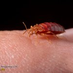 bed bug movement