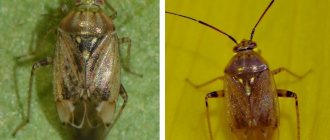grass bug bug Lygus