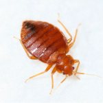 Bedbugs in a mattress: why do they appear and how to get rid of them?
