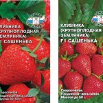 Strawberry variety Sashenka F1