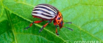 The Colorado potato beetle is the worst enemy of gardeners. To save the harvest of potatoes and other vegetables, it is important to take timely emergency pest control measures 