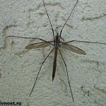 Mosquito-insect-Mosquito-lifestyle-and-habitat-8