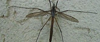 Комар-насекомое-Образ-жизни-и-среда-обитания-комара-8