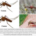 Комариные самец и самка