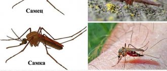 Комариные самец и самка