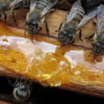 Кормление пчёл сирипом