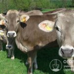 Коровы швицкой породы (на фото) популярны во всем мире и ценятся за очень высокое качество молока