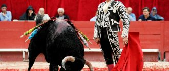 Corrida - bullfight (Corrida de Torros)