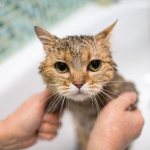 The cat washes itself in the bathroom_ pet care_.jpg