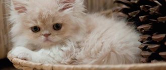 Kitten lies in a basket