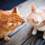 Коты обнюхивают друг друга Фото