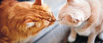 Коты обнюхивают друг друга Фото