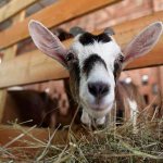 goat eats hay