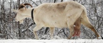 коза идет по снегу