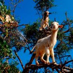 goats in the trees