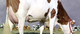 Красивая монбельярдская корова